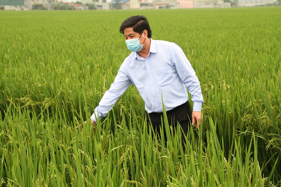 Trồng lúa công nghệ cao góp phần nâng giá gạo Việt trên thị trường thế giới. Ảnh: Giang Nguyễn