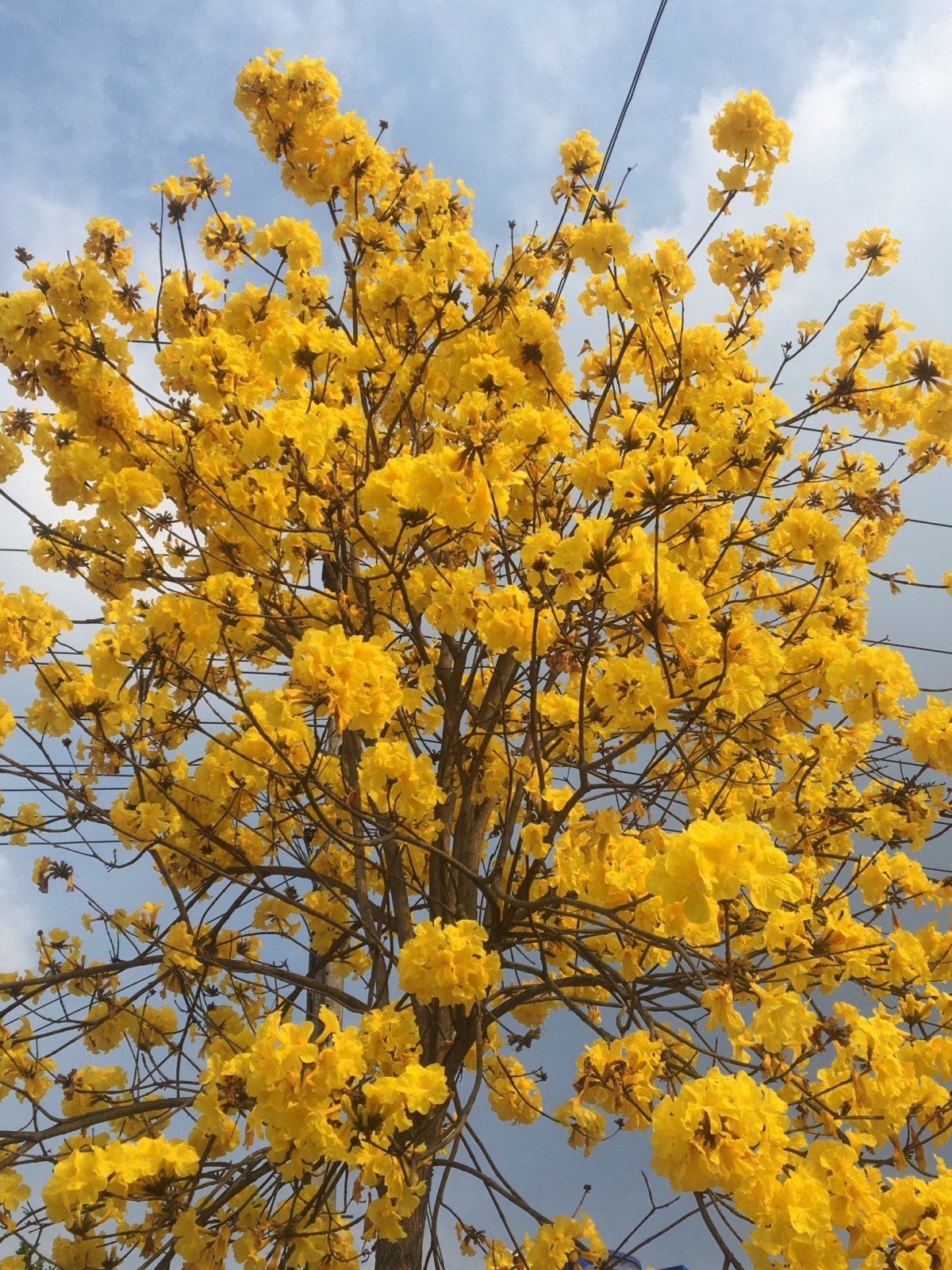 Hoa Lokkhe savan nở rực rỡ chẳng khác gì hoa mai vàng Nam bộ nhưng đóa hoa lớn hơn nhiều.
