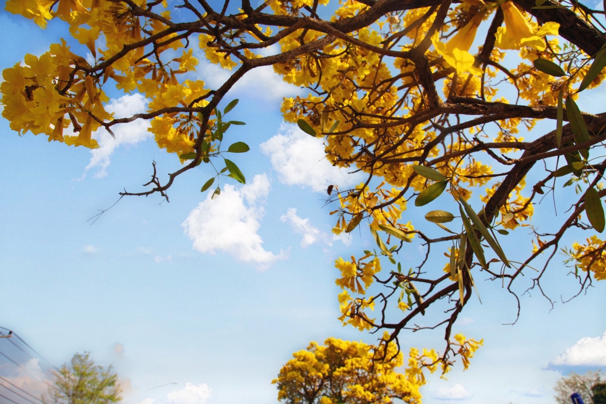 Những cây hoa vàng kiêu hãnh khoe sắc trên nền trời xanh của Lào.