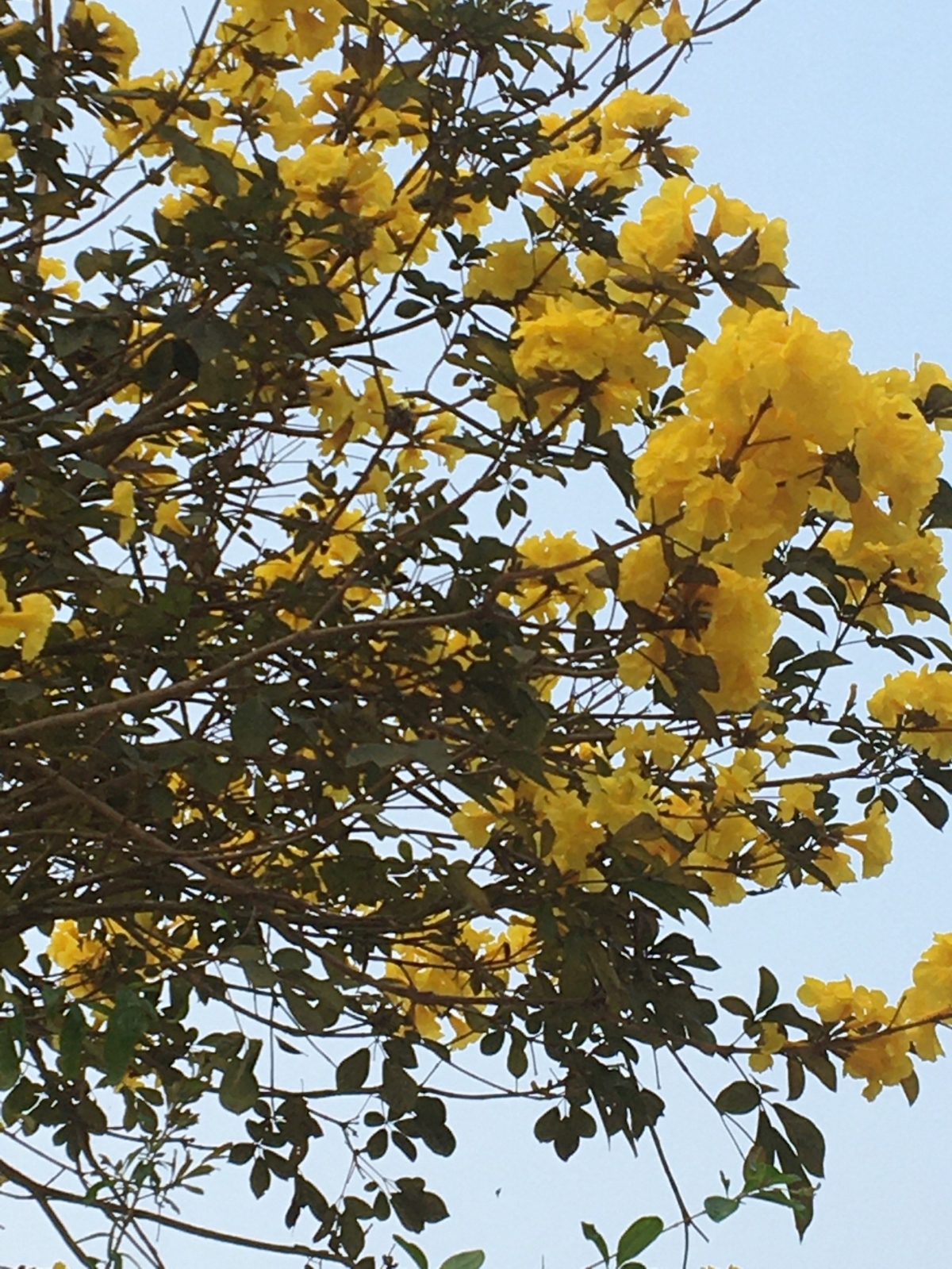 Khi hoa Lokhe savan nở cũng là lúc cây nảy lộc non, đem lại cho gia chủ niềm hy vọng về một năm mới nhiều may mắn, hạnh phúc hơn.