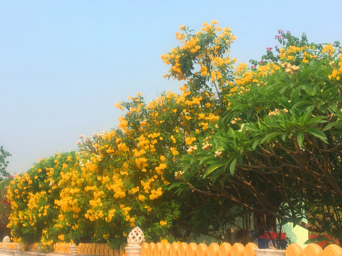 Những bức tường vàng rực sắc hoa như thế này luôn làm cho đường phố Vientiane thêm rực rỡ dưới nắng./.