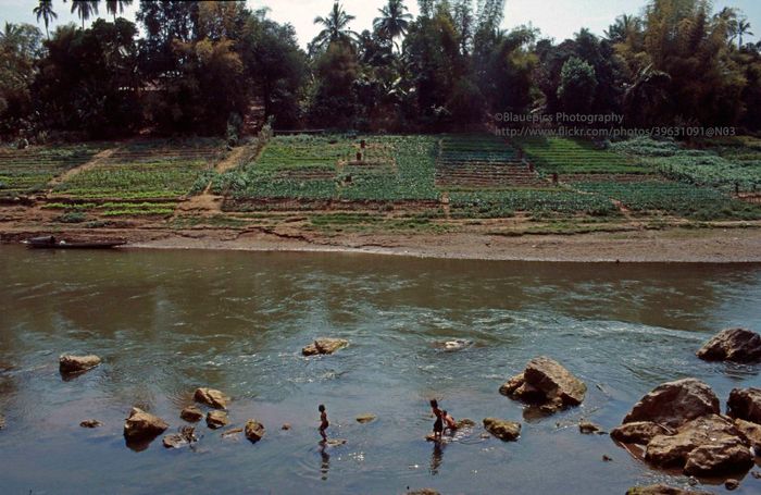 Những thửa ruộng bên sông Mekong.