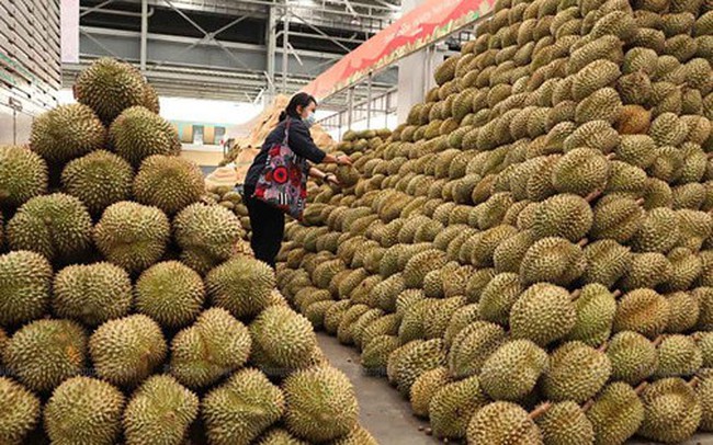 Trung Quốc đầu tư trồng 12 nghìn hecta sầu riêng tại Lào